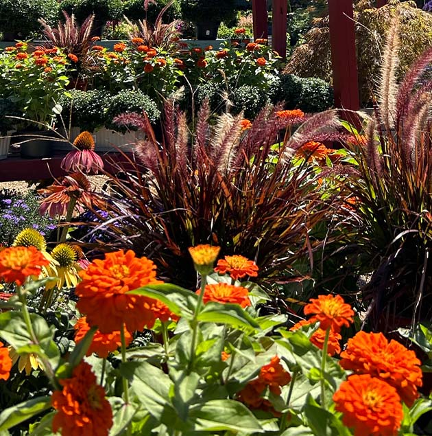 annual-flowers-vienna-virginia annual-flowers-vienna-virginia