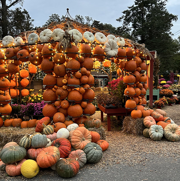 depauls-urban-farm-630x635pumpkins depauls-urban-farm-630x635pumpkins