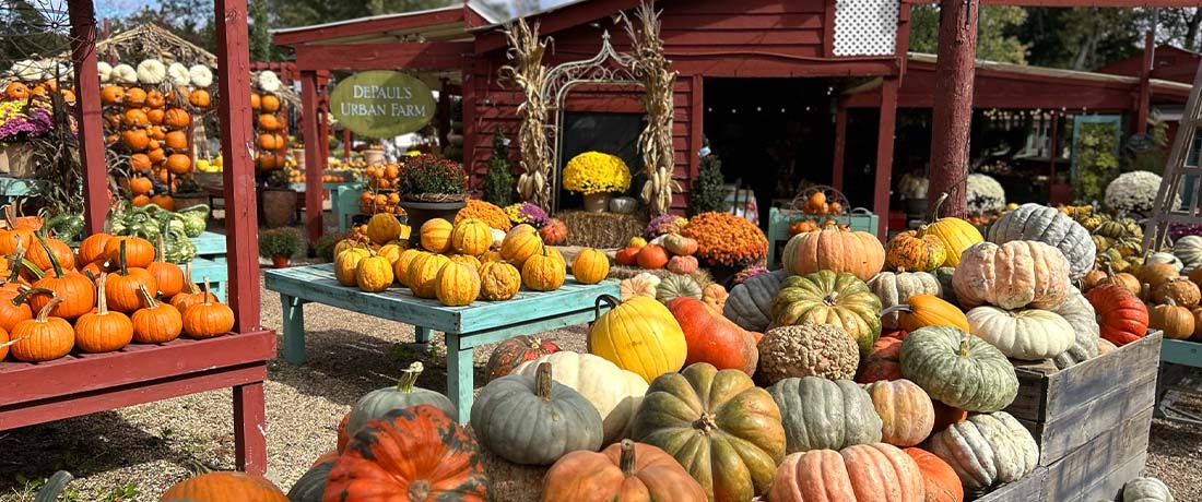 depauls-urban-farm-pumpkinpath depauls-urban-farm-pumpkinpath