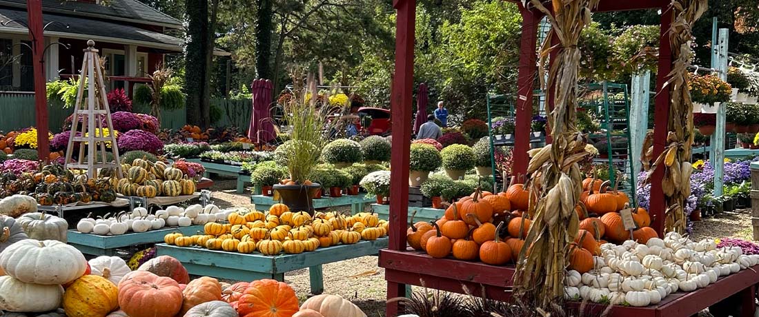 fall-plants fall-plants