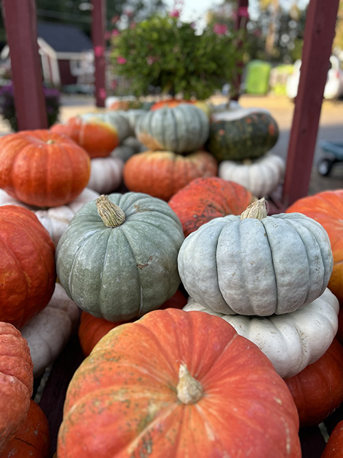 fall-pumpkins-2 fall-pumpkins-2